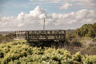 Kelkiewyn in Yzerfontein - 4