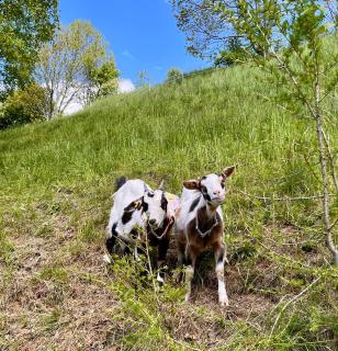 Stellplatz mit Aussicht auf Bergbauernhof - 3