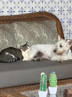 Hotel Pousada Casuarinas - 8