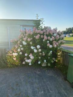 De rietschoof - 8