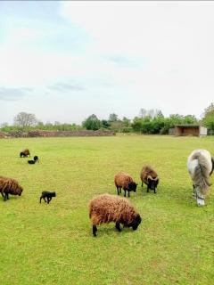 Les Gîtes de la Roche Élie - Rom - 1