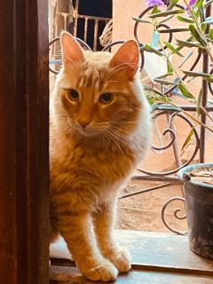 Riad privé Sadaka Bassin Rooftop - Marrakesch - 8