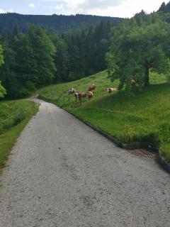 Achnerhof - 4