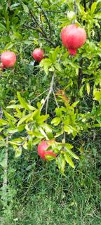 Kio Farm Retreat - 5