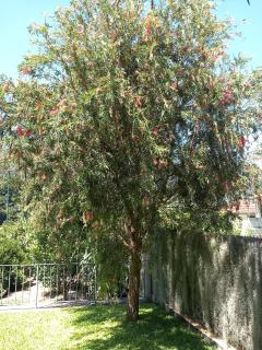 Refúgio do Limoeiro - 1