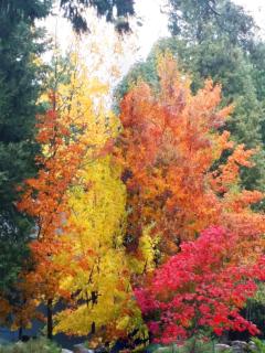 Cedar Ridge Retreat Lake Almanor - 9