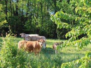 Maison à la campagne avec 2 chambres, Wifi, parking, animaux acceptés - FR-1-616-117 - 1