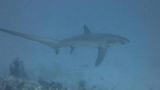 Nunukan Island Resort - 5