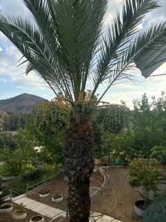 SOFROS VALLEY HILLS CHALET - Ayios Mamas - 9