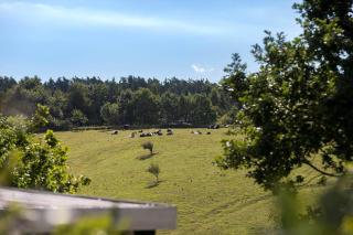 8403-Ebeltoft-Blackholmsvej-6 - Ebeltoft - 9