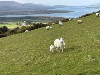 Skellig Bay Cottage - Waterville - 8