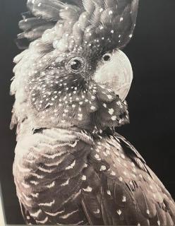 Henley Beach'comber - 2