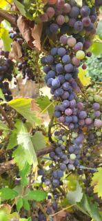 Quinta Dos Kiwis - 8