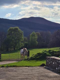 Brecon Beacons Lovely cottage with stunning views - 2