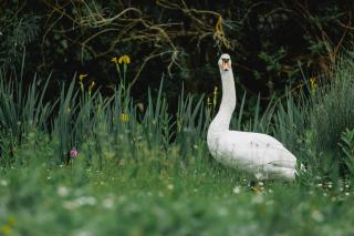 Warblers Meadow - 1