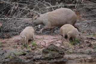 Tambopata Edosikiana Ecolodge - 2