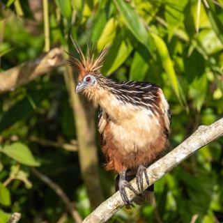 Tambopata Edosikiana Ecolodge - 3
