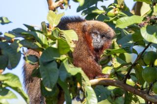 Tambopata Edosikiana Ecolodge - 4