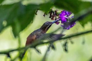 Tambopata Edosikiana Ecolodge - 6