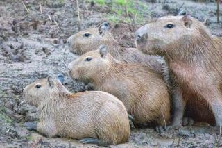 Tambopata Edosikiana Ecolodge - 7