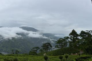 Pailang Tea Garden Homestay - 7