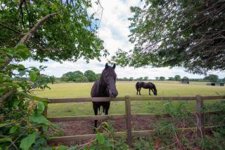 The Paddocks - Horstead - 8