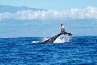 Special Sale! Perfect Maui Studio with Beach and Pool - 9