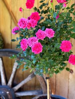 Ferienwohnungen Kieferbachtal - 3