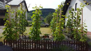 Hotel - Pension Wendland - Wintrich - 2