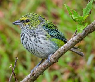 Mon Bellis - Copey - 7