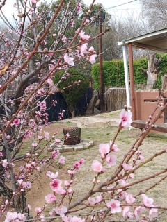 Gentle Presence Cottage 2 - Garden Unit - Clarens - 8