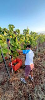 Active holiday in nature on agritourism! Make wine or olive oil!!! - 1