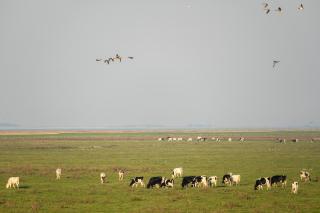 216 große Ferienwohnung Schwalbennest - 6