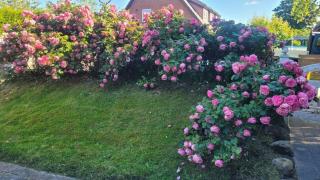 Ferienhaus Kramme - 5