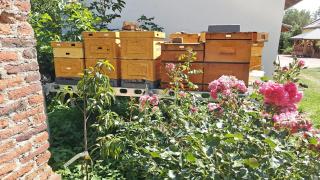 Pasieka Miody Gór Opawskich - 1