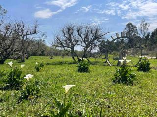Chácara Cavalheiros Colonia Murici - São José dos Pinhais - 7