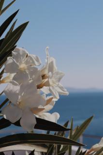 Peninsula Resort & Spa - Agia Pelagia - 5