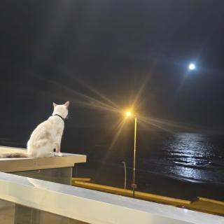Latidos del mar - 4