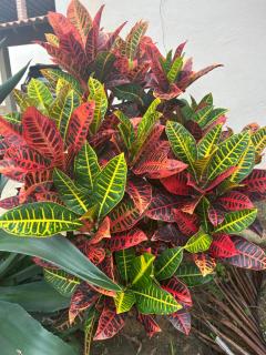 Chalé com Banheira de Hidromassagem - 2