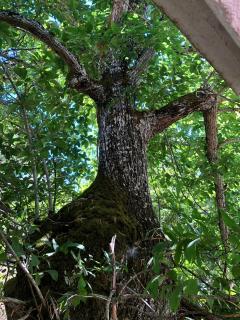 LA CASA del CASTAÑO - 7