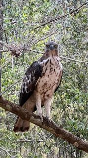 Yala Mobile Camping inside the National Park - 6