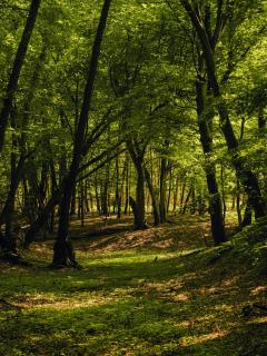 Green View Tornow - Tornow - 6