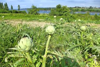 Holiday Home in Brittany near Sandy Beaches - Saint-Jean-du-Doigt - 1