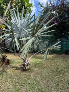 Habitation Baliache - Maison créole avec jardin privatif, plage à 200m - 5