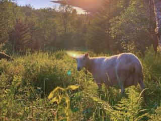 4 person holiday home in LAUPSTAD - 1