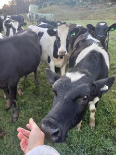 Hill top view farm stay - 5