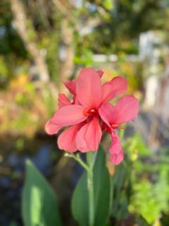 Cana Garden House 2 - Ban Khok - 6