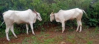 Shravani Farms - 8