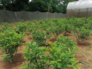 Cottage annona - 3