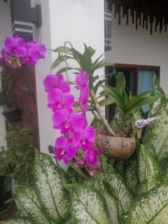 Bo Pla Homestay Trang - 6